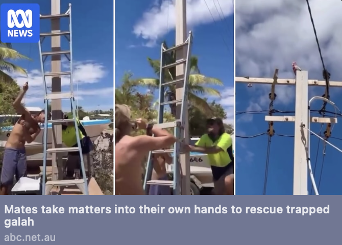 MacGyver-style rescue of galah
