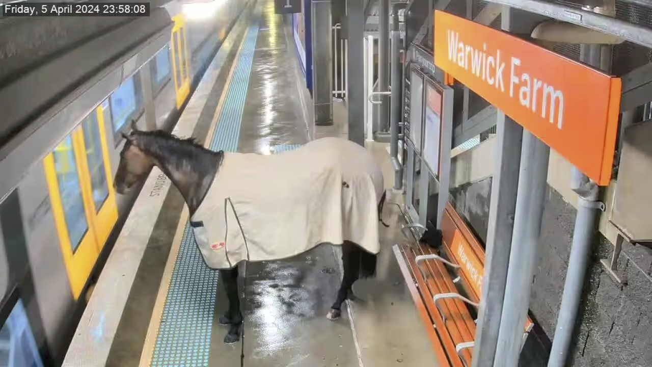 Race horse on train platform